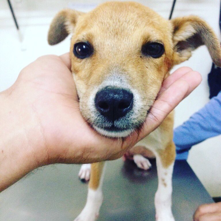 MASCOTASDECALLE's tweet image. Nunca le des la espalda a seres  inocentes que comparten con nosotros este planeta,recuerda que su mayor problema es nuestra indiferencia #Rescata #Difunde #Adopta