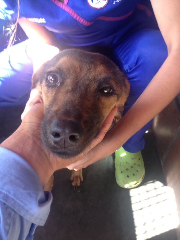 MASCOTASDECALLE's tweet image. Nunca le des la espalda a seres  inocentes que comparten con nosotros este planeta,recuerda que su mayor problema es nuestra indiferencia #Rescata #Difunde #Adopta