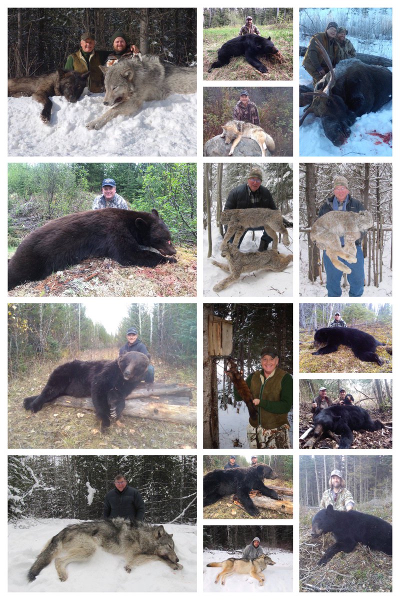 Htth16Htth's tweet image. Babine Guide Outfitters are paid to help kill a likely hounded, baited, trapped mountain lion or black bear, wolverine, lynx or weasel....facebook.com/HTTHBanTrophyH…

#BanTrophyHunting #BanTrophyKilling #StopKillingPredators #HuntingIsNotConservation