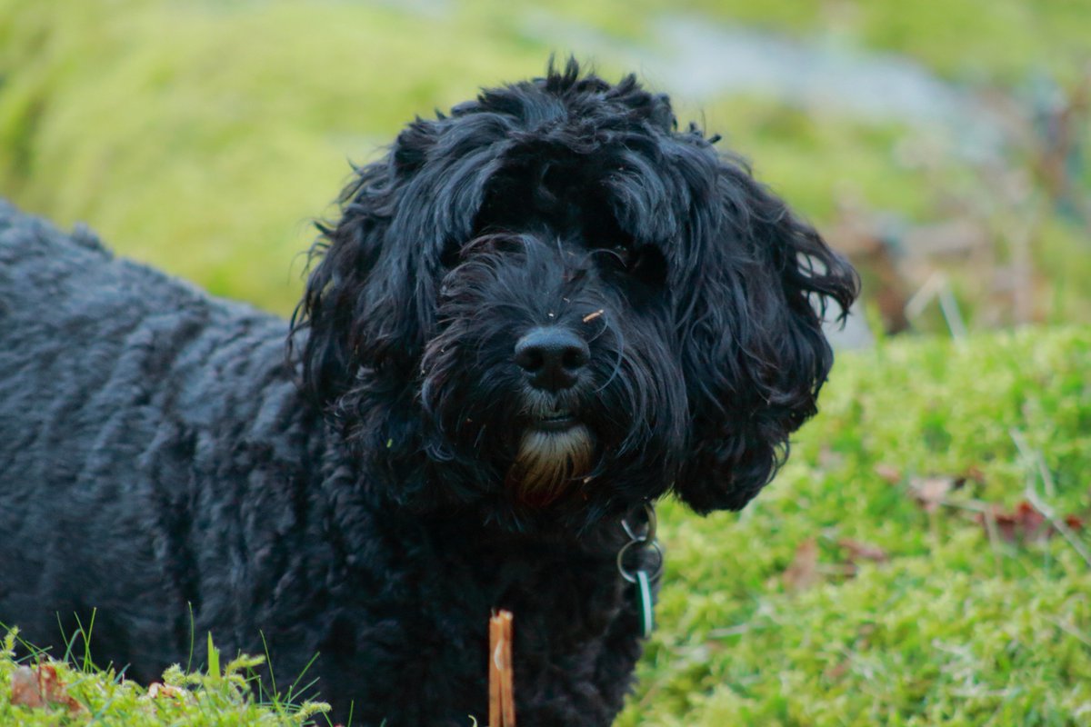 The dog, my little walking mate. #dartmoor #walkingwithdogs #dogsofdartmoor