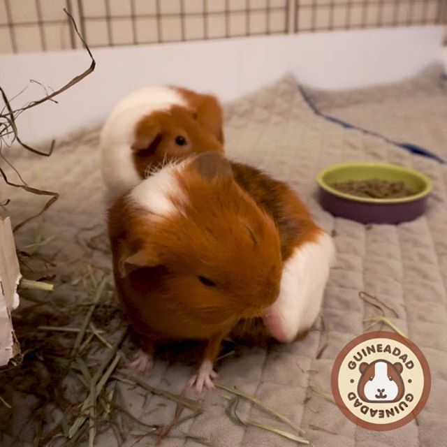 GuineaDad's tweet image. How to pick your teeth 101 #pfft #whouseshands #backfoot is #perfecttoothpick 
_____
guineadad.com
Helping piggies live their lives to the fullest
_____
#guineadad #guineapig #cavy #guineapigofinstagram #exoticpets #モルモット #meerschweinchen ift.tt/2sgRgwQ
