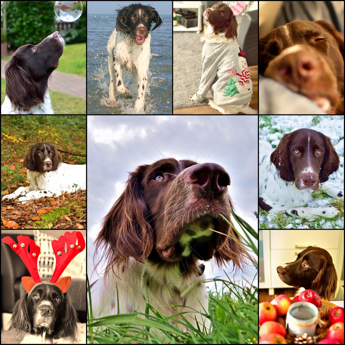 gnipped's tweet image. Ich bin Bruno, KEIN Münsterländer sondern ein #DeutschLanghaar !

Seit meiner Geburt im April 2016 bin ich ein Rabauke... allzeit bereit zu spielen &amp;amp; zu rennen. Gleichzeitig bin ich ein richtiges Kuscheltier, 😊