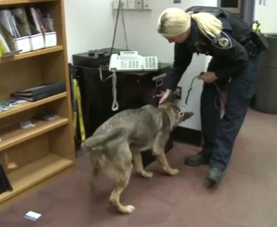 #Anchorage Airport #Police get First Ever Narcotics K9 - #K9Skye demonstrated her skill during her first week on the job, when she sniffed out 2 oz. of heroin in someone’s luggage that was heading to another Alaskan city. #k9cop #drugdog #k9unit #k9leadstheway #workingdog