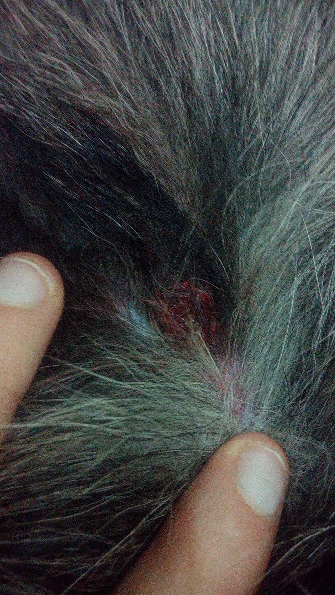 fckinganxious's tweet photo. Je suis ÉNERVÉE. Quelqu'un a tenté d'assassiner mon chiot avec une carabine 22 long rifle, à quelque mm près, la balle touchait sa colonne vertébrale.
Il faut savoir qu'on avait reçu des menaces quelques jours précédents l'incident. https://t.co/3XcQEtrqU9