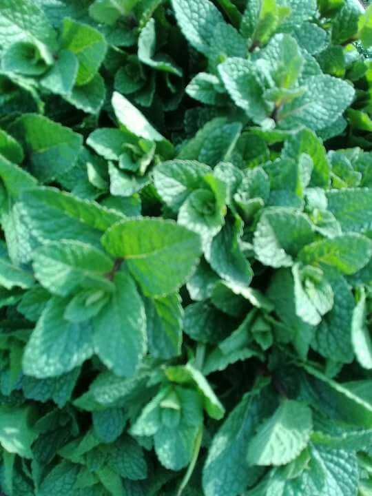 NileFruit's tweet photo. SPECIAL FRESH DEAL! 
Fresh #MINT from Egypt https://t.co/nGHCirMjbY