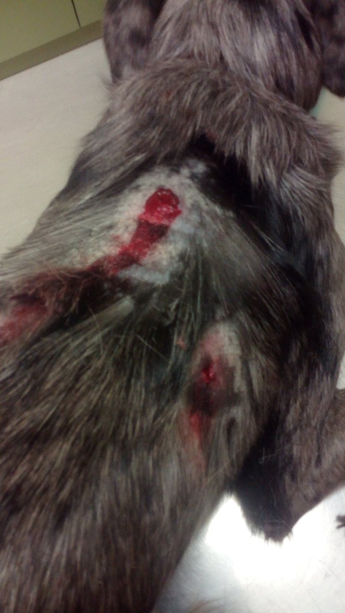 fckinganxious's tweet photo. Je suis ÉNERVÉE. Quelqu'un a tenté d'assassiner mon chiot avec une carabine 22 long rifle, à quelque mm près, la balle touchait sa colonne vertébrale.
Il faut savoir qu'on avait reçu des menaces quelques jours précédents l'incident. https://t.co/3XcQEtrqU9
