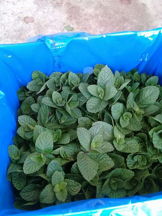 NileFruit's tweet photo. FRESH #MINT 
Super Fresh Deal now from EGYPT
Cell: (+20)1030737800 https://t.co/4FQK6eMSCj