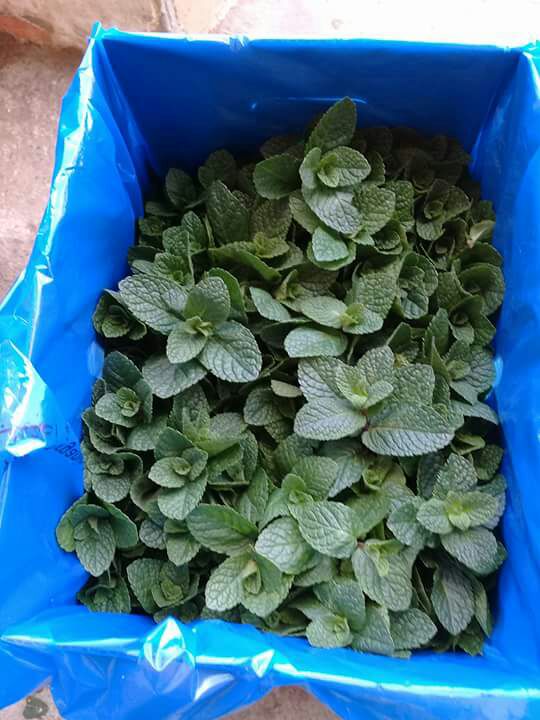 NileFruit's tweet photo. FRESH #MINT 
Super Fresh Deal now from EGYPT
Cell: (+20)1030737800 https://t.co/4FQK6eMSCj