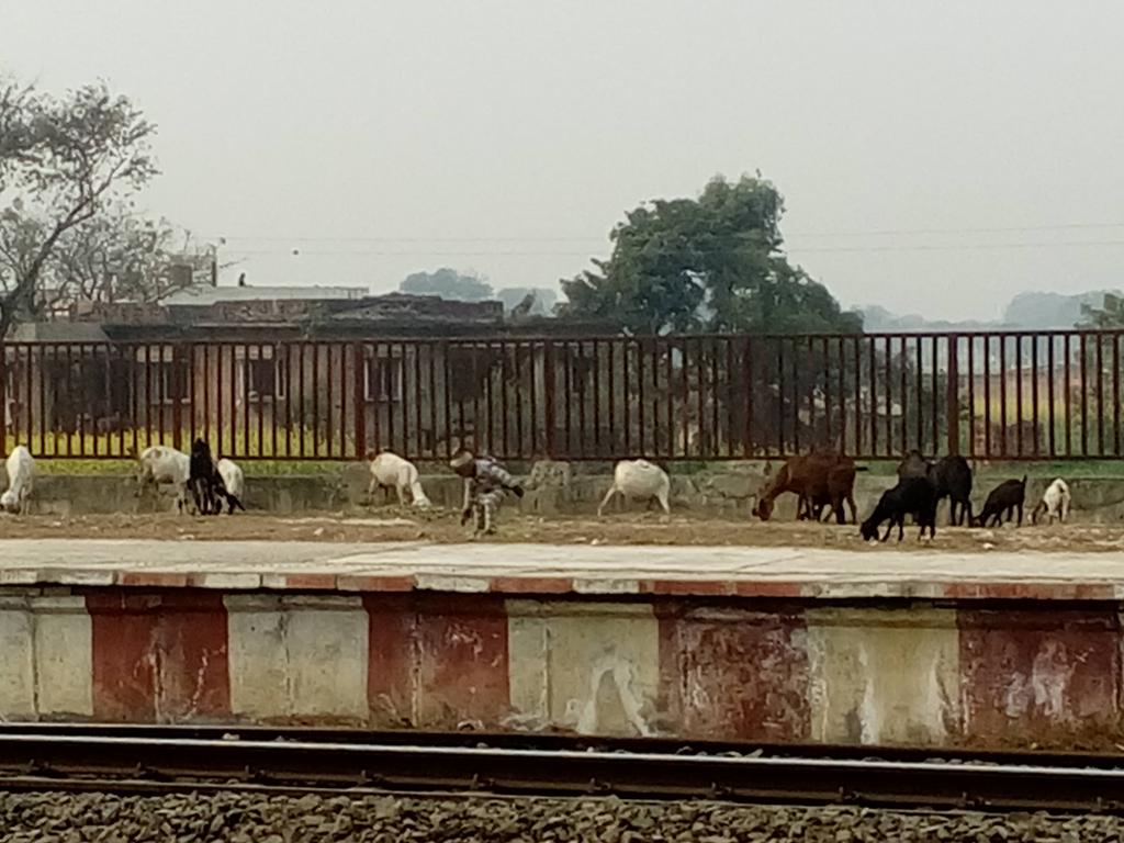 shail_my's tweet photo. #भारतीयरेलकीखिड़कीसे
#fromtrainwindow

भारतीय रेल प्लेटफार्म पर बकरी चराने की भी सुविधा दे रही है। अब कितनी सुविधा चाहते हैं?? @BishwaNathSingh @samarjeet_n 😂😂😂 https://t.co/Dl151qYw5N