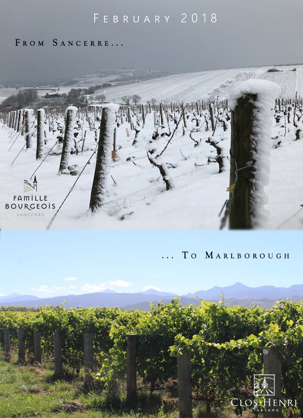 Same day, from one hemisphere to another... #fromSancerretoMarlborough Domaine Henri Bourgeois #Sancerre #Marlboroughnz