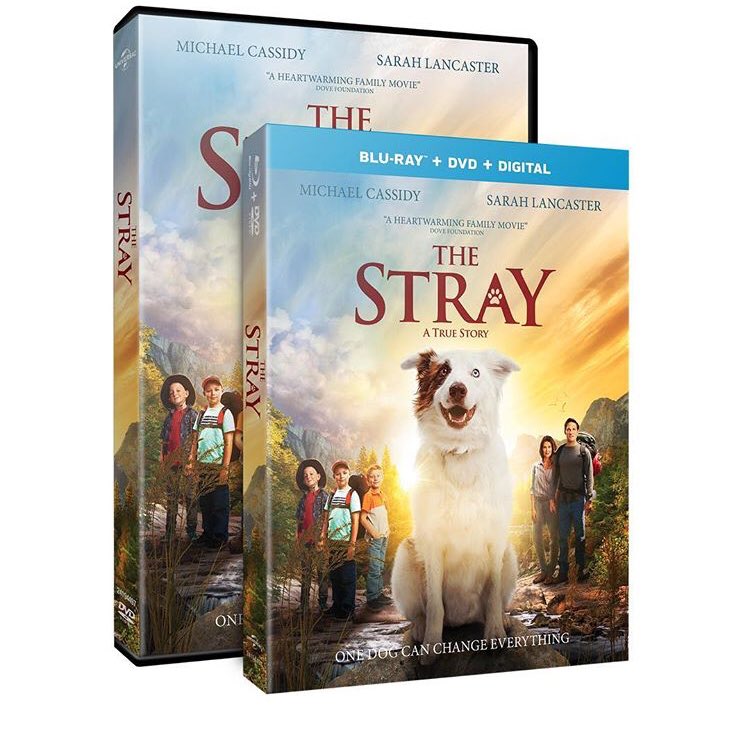 TheStrayDogFilm's tweet photo. It's here! 🐕 THE STRAY is now available on Blu-ray™, DVD, &amp; Digital! Get your copy today at Walmart &amp; Amazon or visit https://t.co/OG2TJAX58w https://t.co/kxi2r5JdfZ