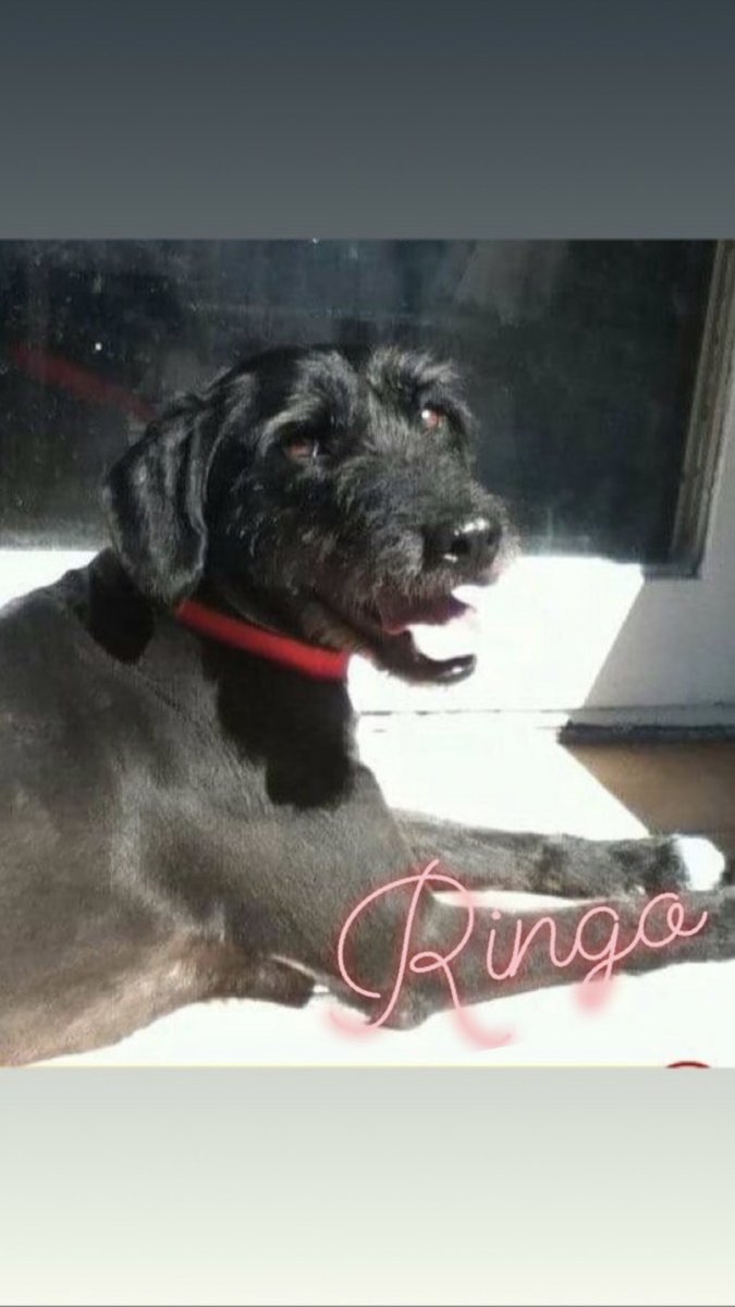 ¡Todos estos negros hermosos están en adopción! Contactarse con <a href="/refuasis/">Refugio San Francisco de Asís</a>