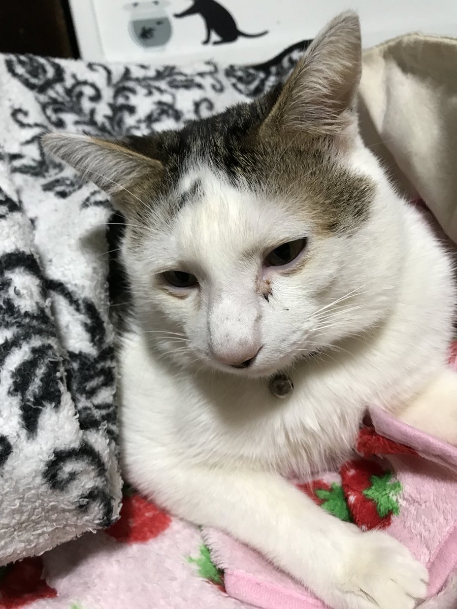 伊藤智士 Twitterissa 14日19時 生き物にサンキュー ももくろコンビ出演させて頂きます お楽しみに 生き物にサンキュー 逆立ち 猫