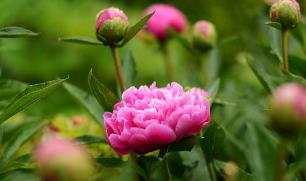 Chinesepeony Twitter Search