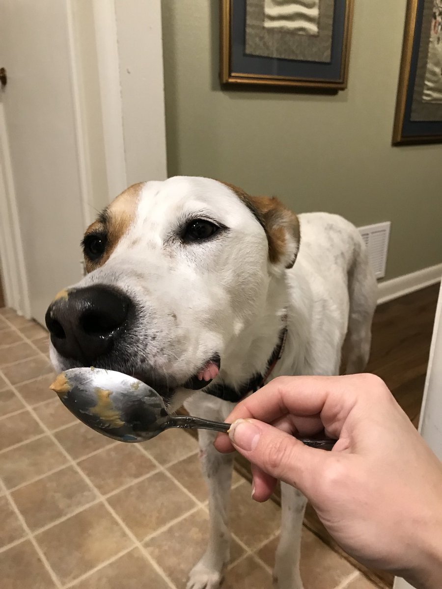 TroopyD's tweet photo. Signs that your human loves you.  #dogs #doglife #dogsoftwitter #spoiled #livelovelaugh https://t.co/glCCXiIFNr