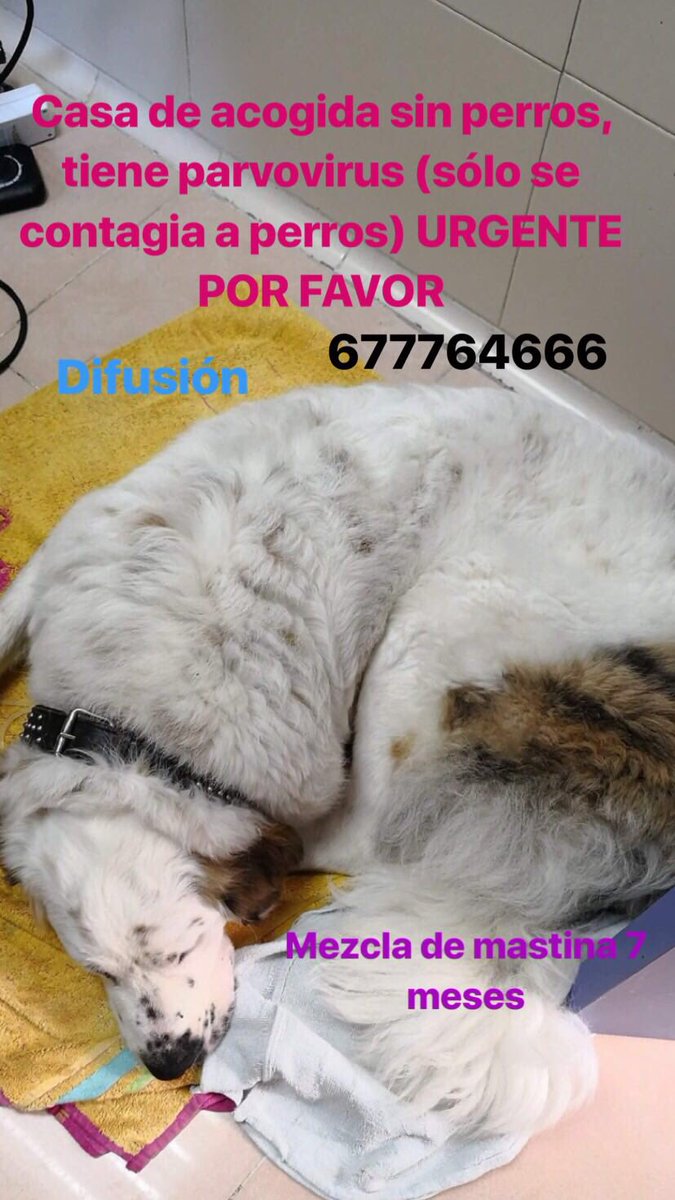 Necesita casa de acogida al menos 1 mes URGENTE!! No se contagia a gatos ni a humanos, pero sí a otros perros. Sale del veterinario y no tenemos casa! Ayúdanos a encontrar algo para ella! 677764666 o apacprotectoraciempozuelos@gmail.com