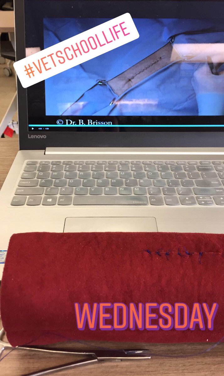 AmyW_DVMstudent's tweet photo. 8:30 am - Physiology midterm; 10:15 am - Presentation for SRVO Student Case competition; 11:30 am - suture practice. All before noon! Average day in the life of a #StudentVeterinarian ☺️ #VetSchoolLife #Phase1 #VetMed @OntVetCollege https://t.co/sQzHUcOZDp