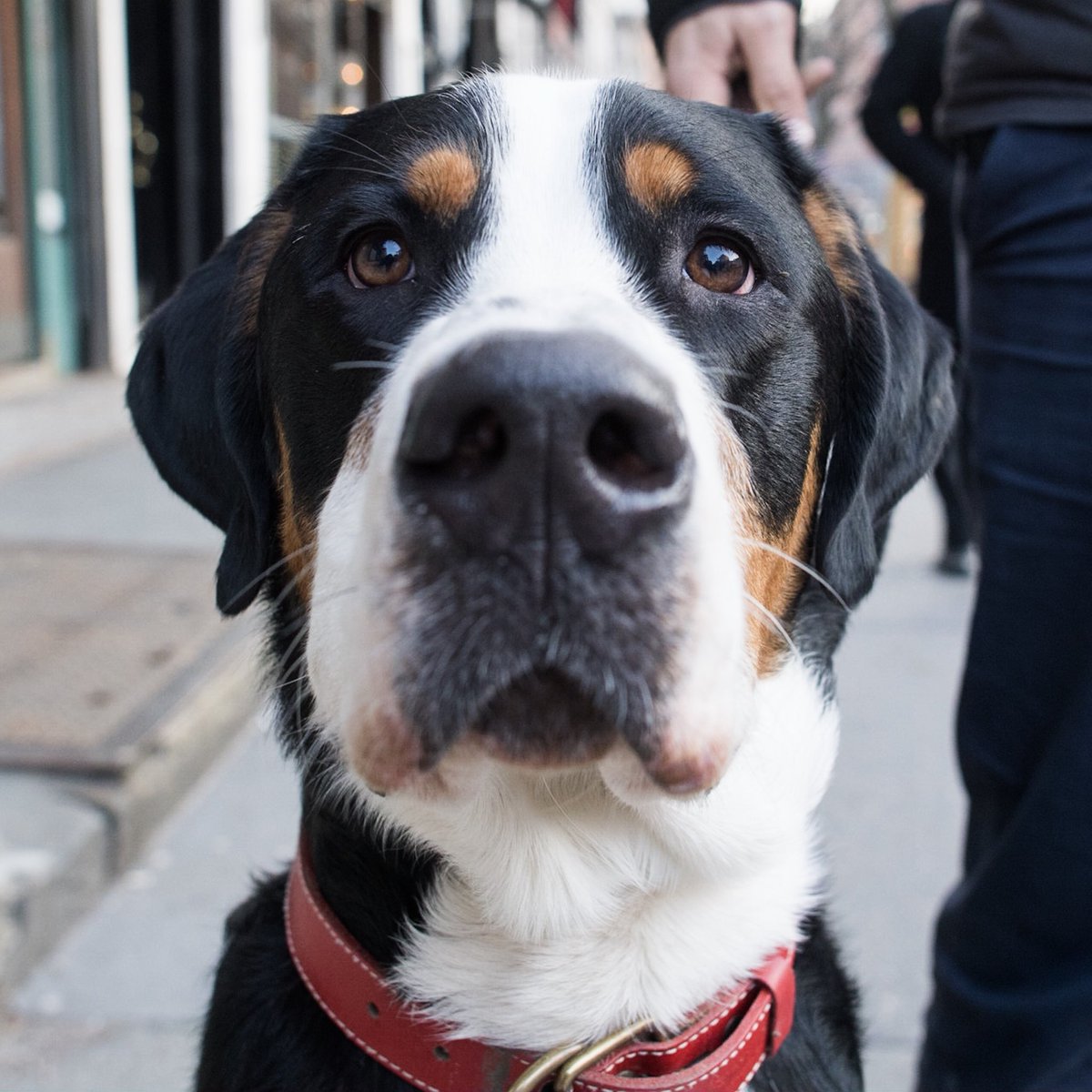thedogist's tweet photo. Louie, Greater Swiss Mountain Dog (1 y/o), Hudson &amp; Christopher St., New York, NY • “He’s food motivated. We call him ‘the fatty’. He does like to go through the garbage and he goes wild for bananas.” https://t.co/d9VIjSQMmb