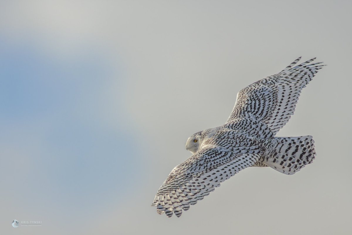 tynskiphoto's tweet photo. Eye in the sky, what a view of Cape Breton they must have... #WildlifeWednesday #ExploreCB #CapeBreton @NatureCanada https://t.co/CZFs7HrFO5