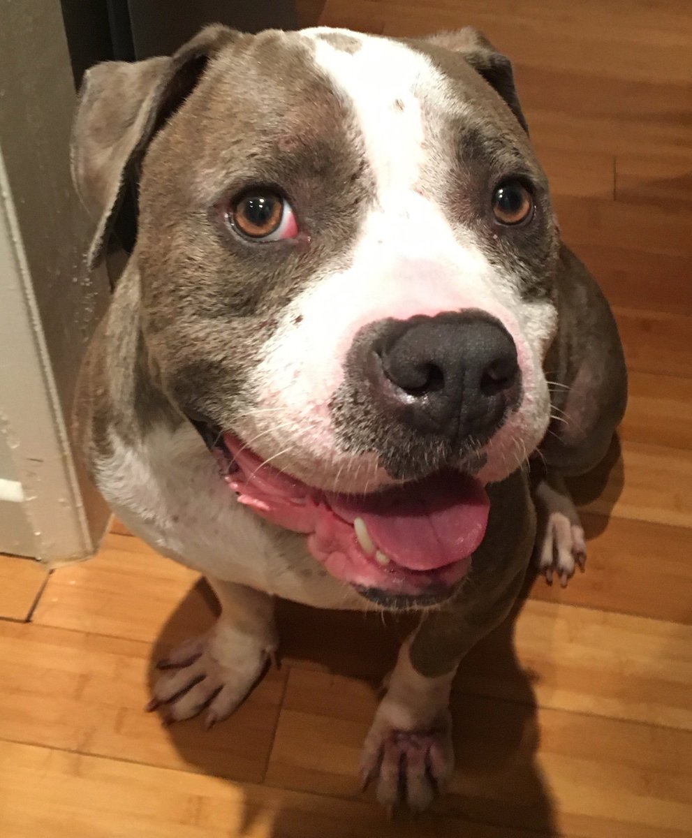 kt_money's tweet photo. My former foster dog, Ringo, was at the city shelter for months &amp; now has been at Best Friends shelter for months. He's so sweet, silly and deserves a loving home. I really want to get him adopted, so please RT this! I can answer any questions about him! https://t.co/BVNcVCg2GF https://t.co/UfGUA9xuyh