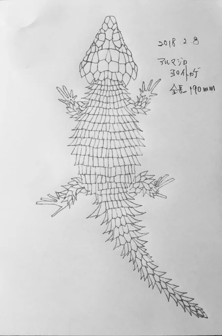 H様オーダーのアルマジロトカゲ(アルマジロヨロイトカゲ/ordylus cataphractus)の下絵です。この構図で進めます。 