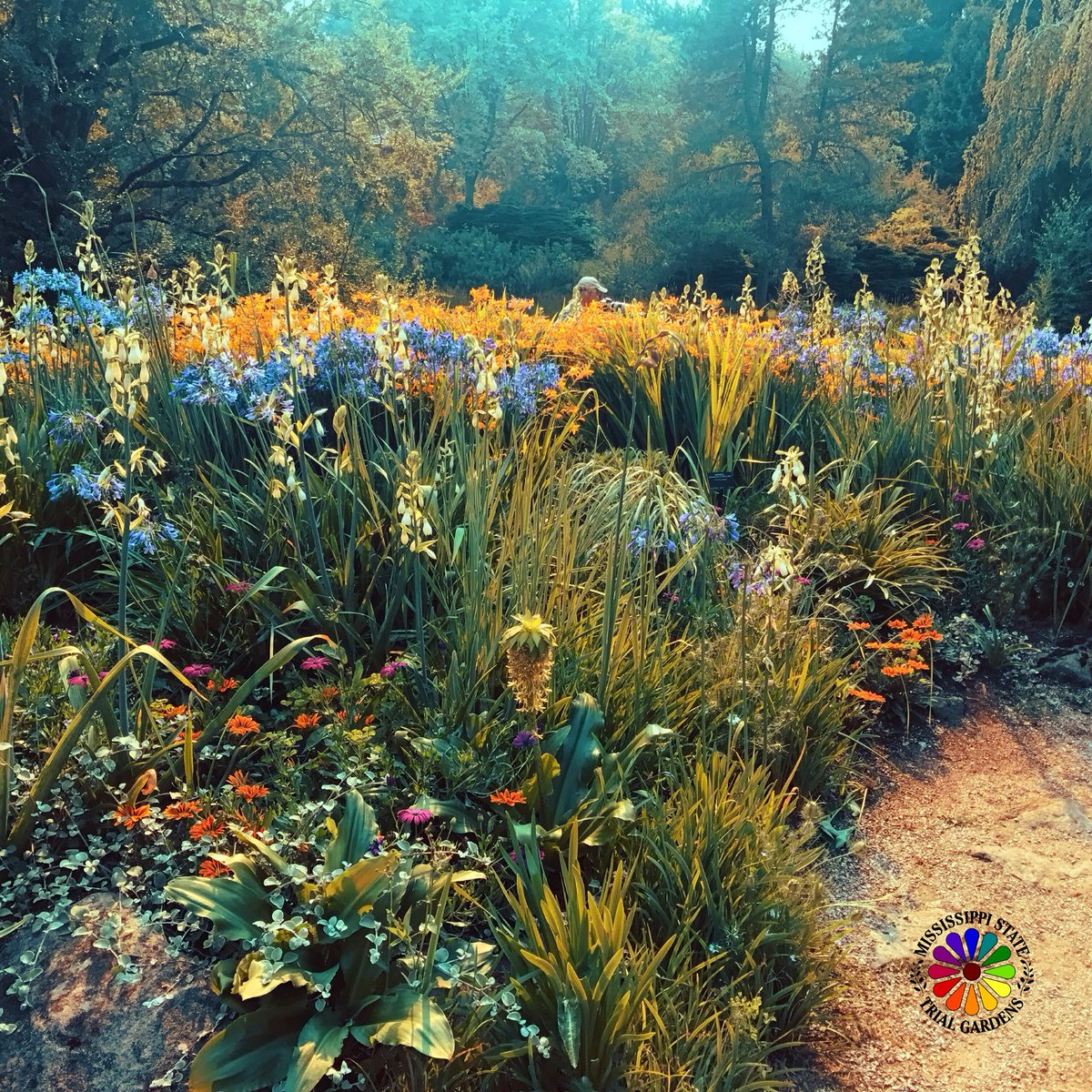 PlantGeekGeoff's tweet photo. Mixed #perennial beds are magical! @ArmitageAllan @AHS_Gardening @PPAnews @ASHS_Hort https://t.co/cLfgux8dJe