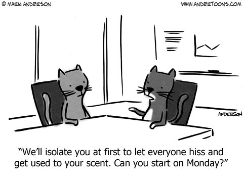 Is your cat a Team Player or do they go it alone?!