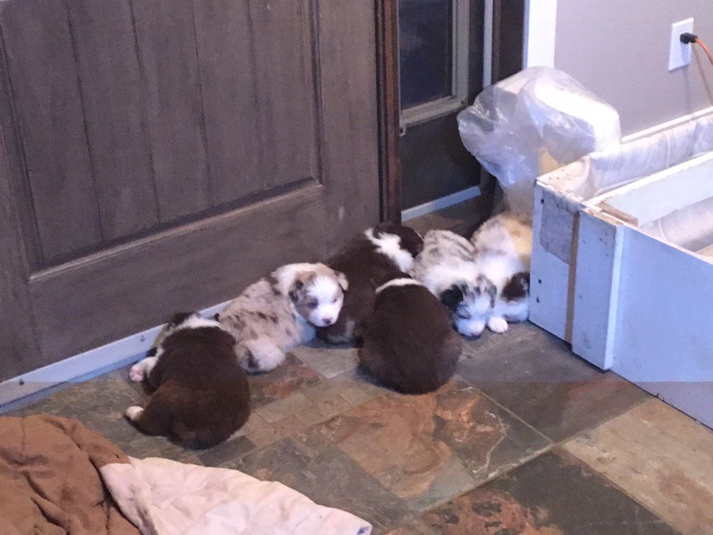 ReschJeff's tweet photo. Dog pile#get to the top#keep warm https://t.co/n1l5r6HcaN