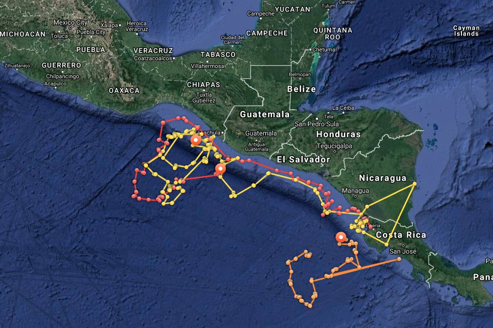 OCEARCH's tweet photo. Olive Ridley sea turtles π’ Coral (Yellow), Jessica (Orange), and Edith (Red) are up and pinging! https://t.co/ENDqYqdsfj #TAMUTurtles https://t.co/jSZkwhZs9g