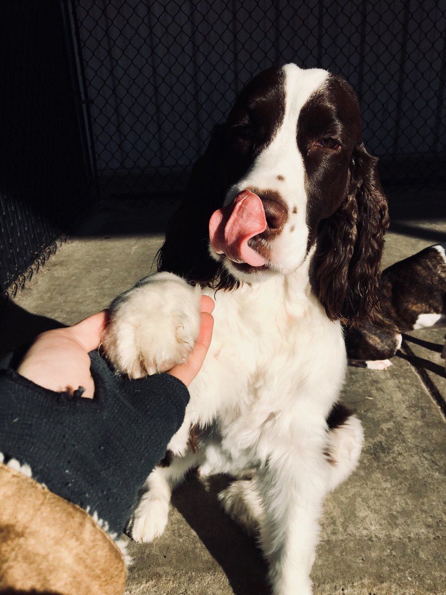 DoggoRater's tweet photo. Frankie is very good at tricks and loves to sit between your legs. Also loves to nibble your fingers and punch you in the genitals while running full speed. 10/10. https://t.co/SBctGDtsOG
