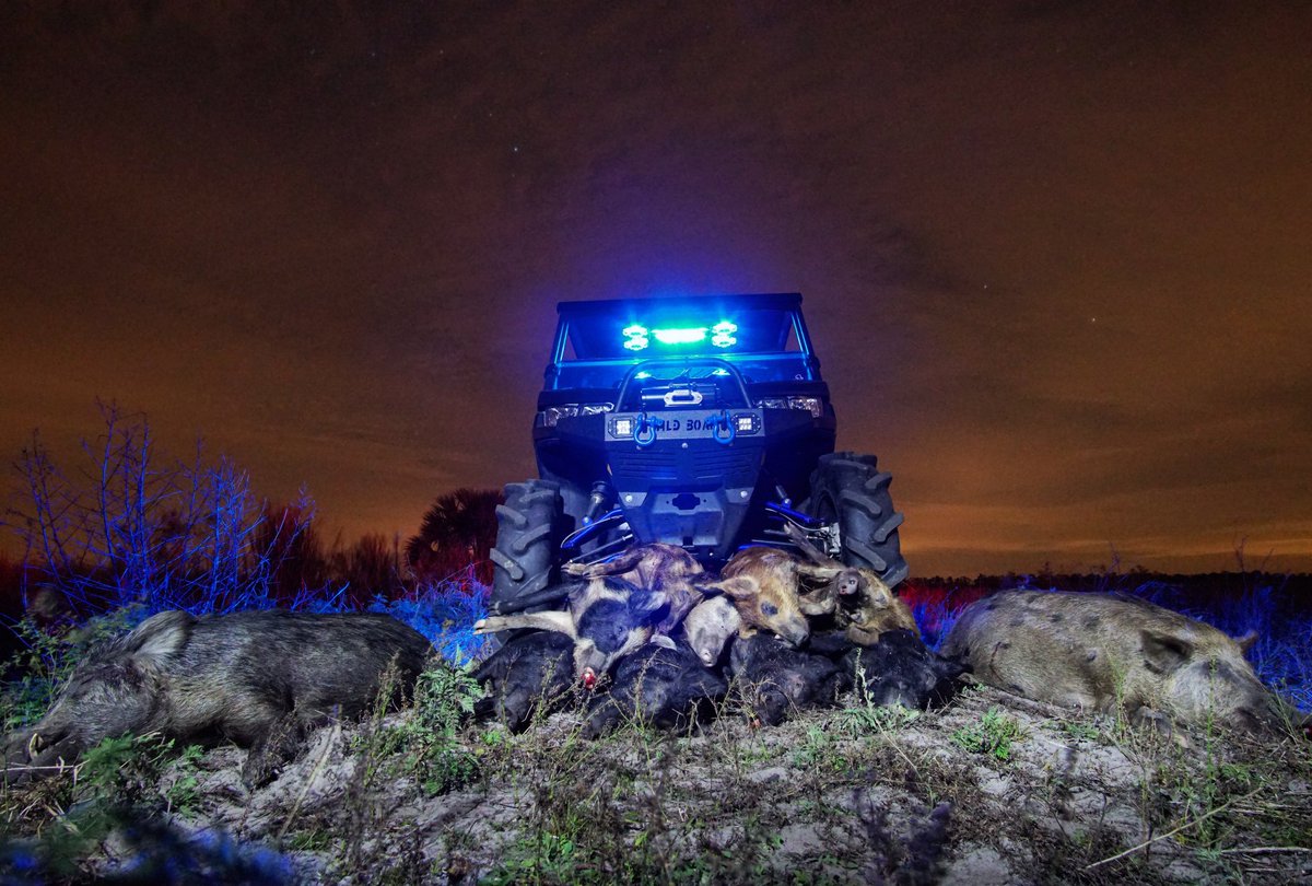 whatton18's tweet photo. Bodies are piling up! #hoghunting #hog #hunting #getoutside #dirtnap https://t.co/LqyZT0mmN0