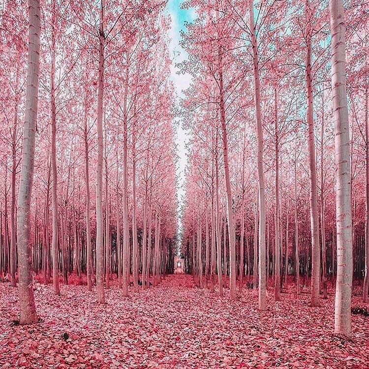 mrssonb's tweet photo. We know where we'd rather be right now 🌲💞  #travelinspo #heaven #dreamy #inspo #girly #thatsdarling #onpoint #fblogger #bloggerstyle #luxury #forest #chic #fromwhereistand https://t.co/rpniHbvaDM