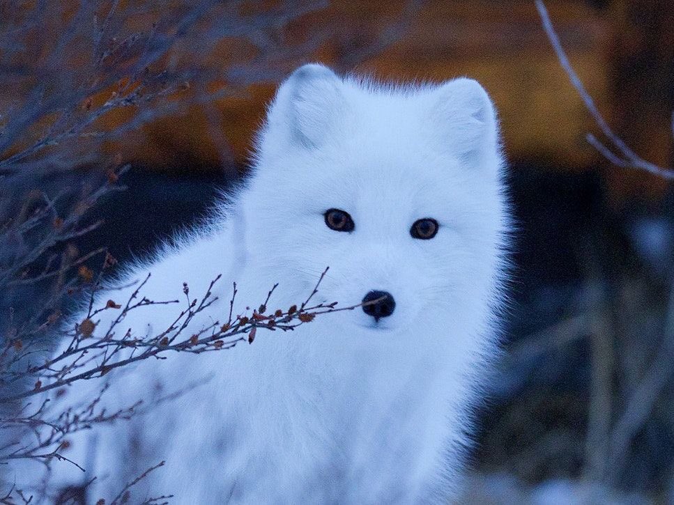 ExtinctAnimal's tweet image. Arctic fox