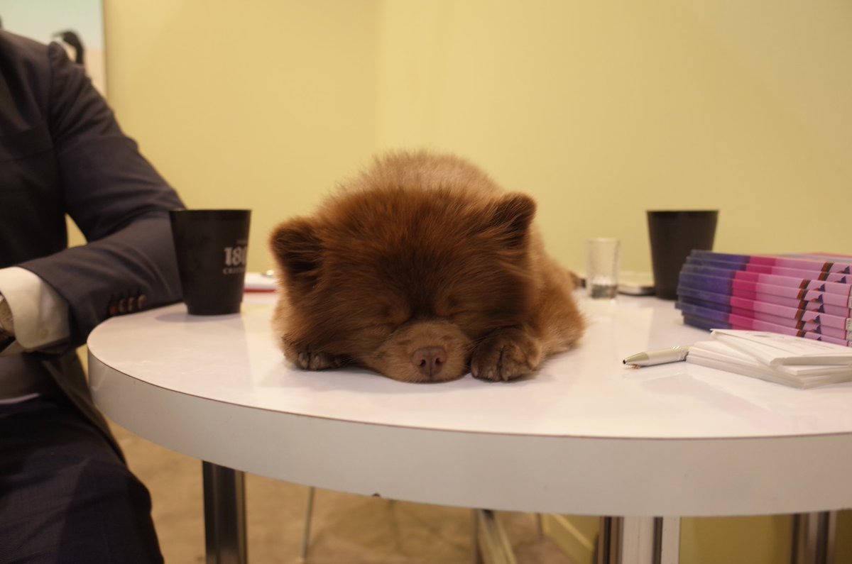 mmann's tweet photo. i found the insta-famous dog at zona maco and immediately woke him up. https://t.co/xiMo8ZcEel