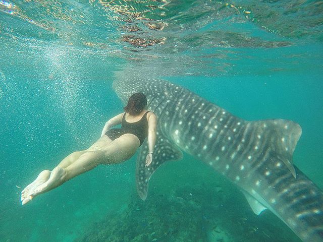KassyPlusOne's tweet image. Swimming with the #whaleshark 🐋 @gopro #gopro #hero4 #goprohero4 #goprohero #gopro4 #goproadventure #goprooftheday #goprophoto #goprophotography #underwaterphotography #philippines #adventure #nature #dive #underwater