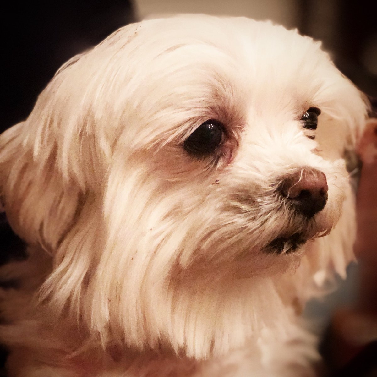 BluegrassBrooks's tweet photo. Fluffy Puppy from #ForeverDevoted came to visit tonight! https://t.co/yp6VWI1O8K