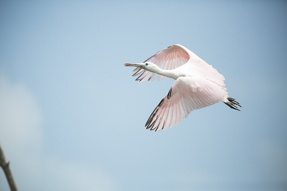 PalometaClub's tweet photo. It's hard to take your eyes off the water, but the bird life of the Sian Ka’an Biosphere Reserve is pretty captivating ...
Ph: @theflyphoto 
#palometaclub #flyfishing #ascensionbay #puntaallen https://t.co/ENSTCwZ0Fp