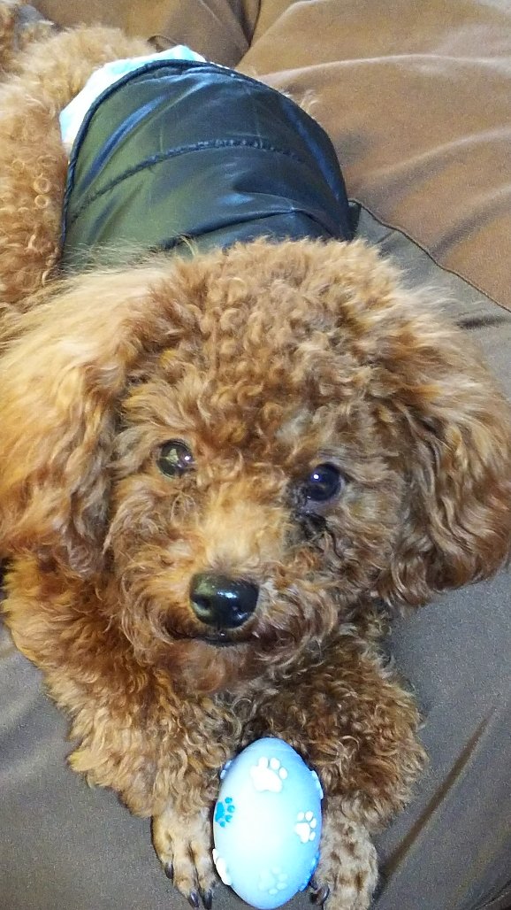 mayokomu's tweet photo. 迷い犬情報【迷子】
#拡散希望 #犬
'17 12/27宮崎県にて失踪
ルゥ君　トイ・プードル　去勢オス　1歳
詳細⇒https://t.co/aHU6BmypAy
https://t.co/a8cPYckzUi
