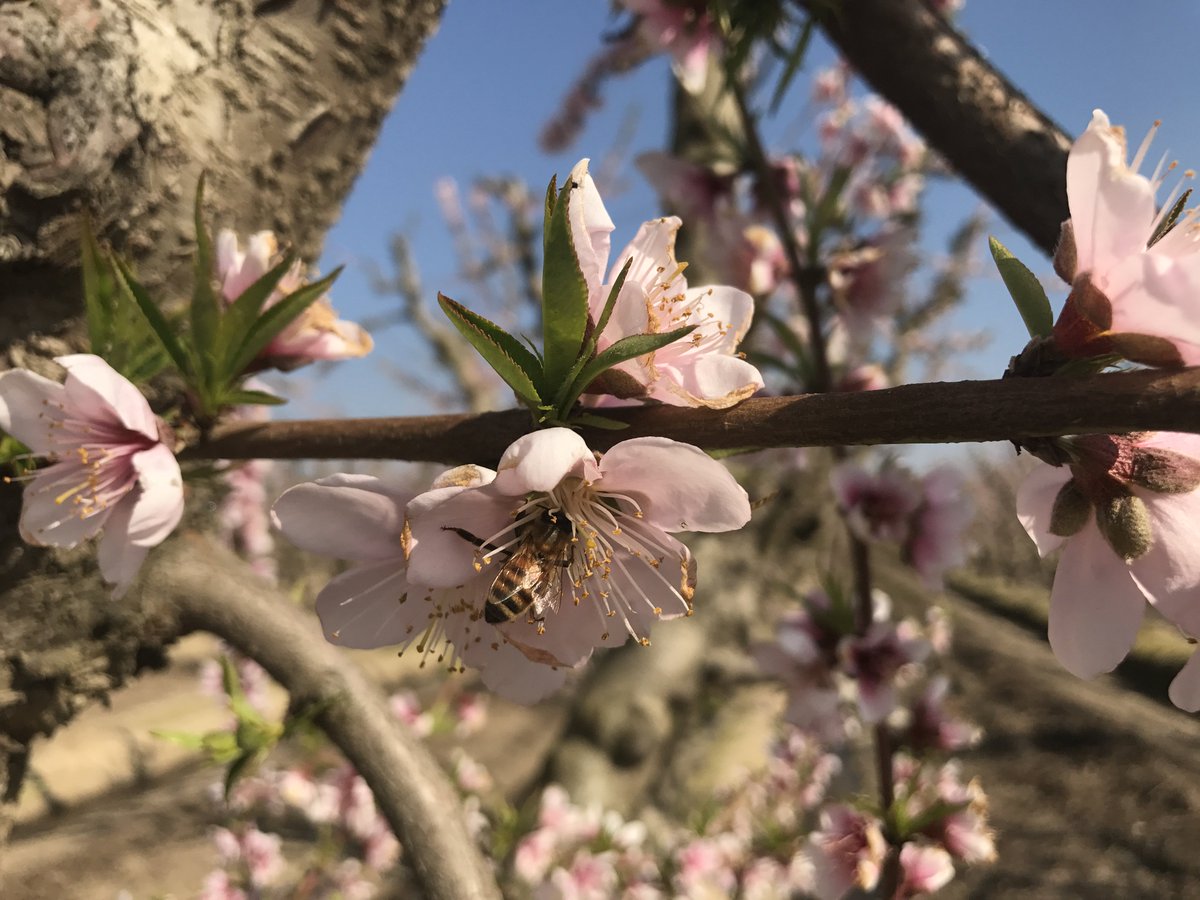How warm has California been? Feb 7th, temps at 75 F, and I saw my first stone fruit orchard in bloom - with honey bees all over and no managed hives in sight. How early can bloom be? Will a frost or rain storm impact the fruit set (if we return to normal winter temperatures)?