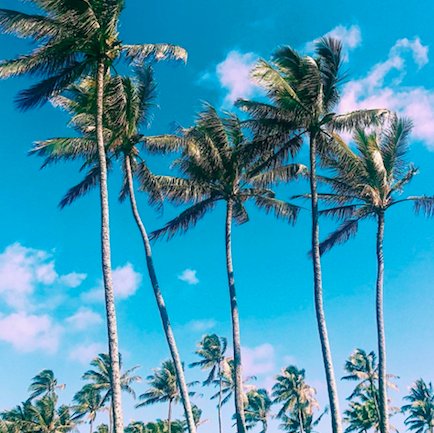 Our 2018 travel plans include warm weather, sandy beaches and palm trees. What about yours? #BeachWhiskey #BeachIt