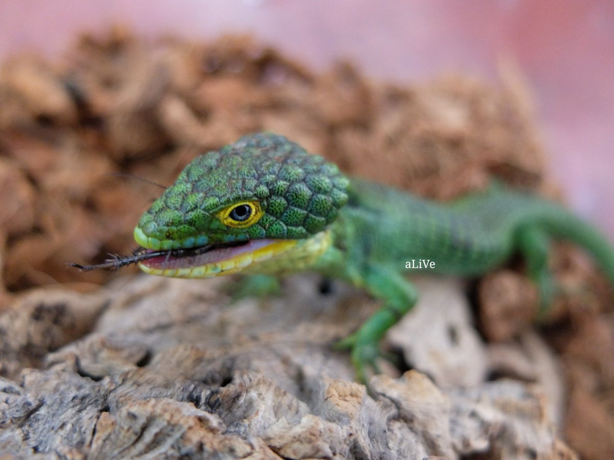 爬虫類ショップ アライブ(aLiVe) on X