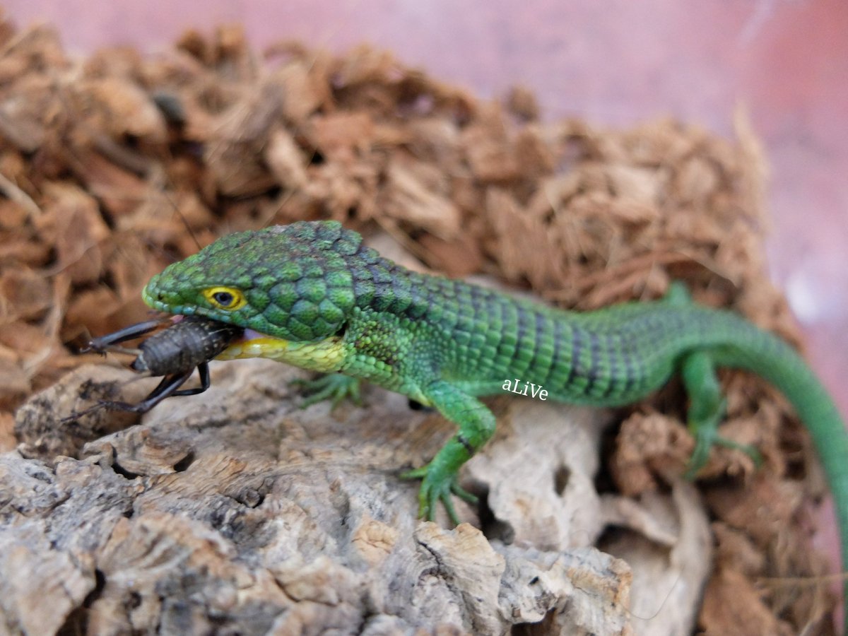 爬虫類ショップ アライブ(aLiVe) on X