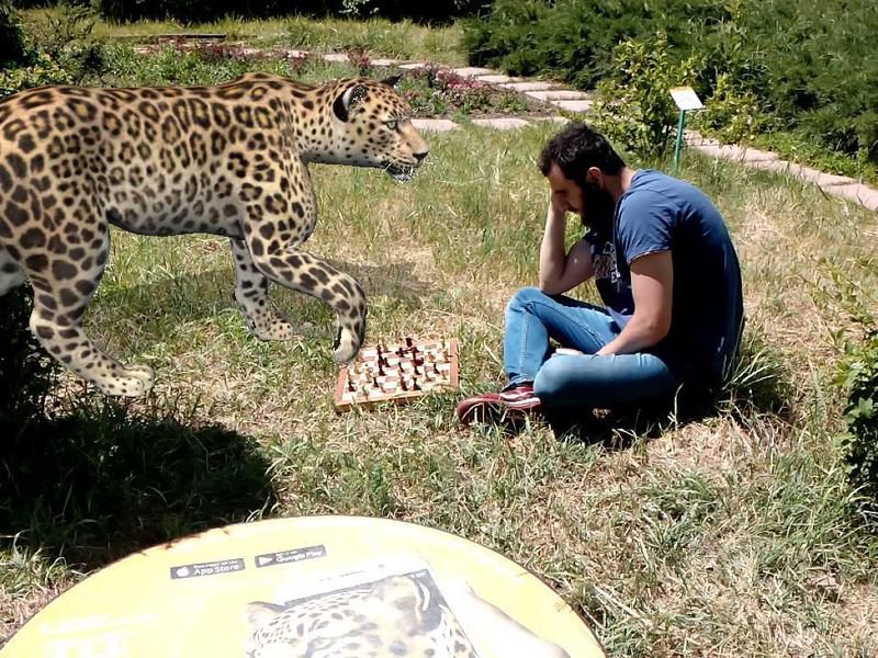 tumocenter's tweet image. Not your average game of chess happening here...check out bit.ly/2CarCyn and learn how augmented reality is raising awareness for one of Armenia’s most endangered species 👏 #educationandtech #thetechfuture #wwf @WWF @arloopa