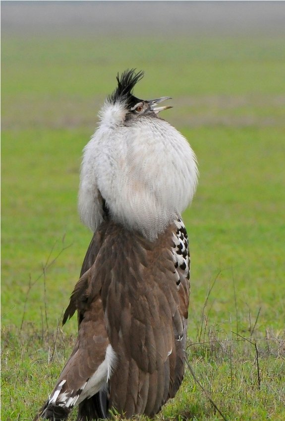 Whitaker S Almanack The Kori Bustard Is Africa S Heaviest Flying Bird As Part Of The Mating Ritual Males Inflate Their Necks And Make A Booming Sound Fact T Co Z2jcfl7usb Whitaker S Almanack The Kori Bustard Is Africa S Heaviest Flying Bird As Part Of The Mating Ritual Males Inflate Their Necks And Make A Booming Sound Fact T Co Z2jcfl7usb