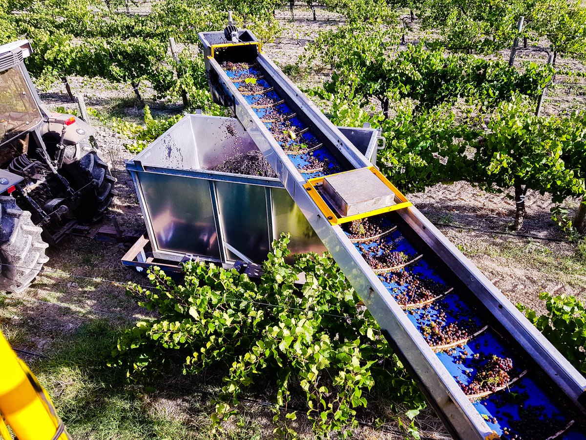 Sabella Vineyards tweet media