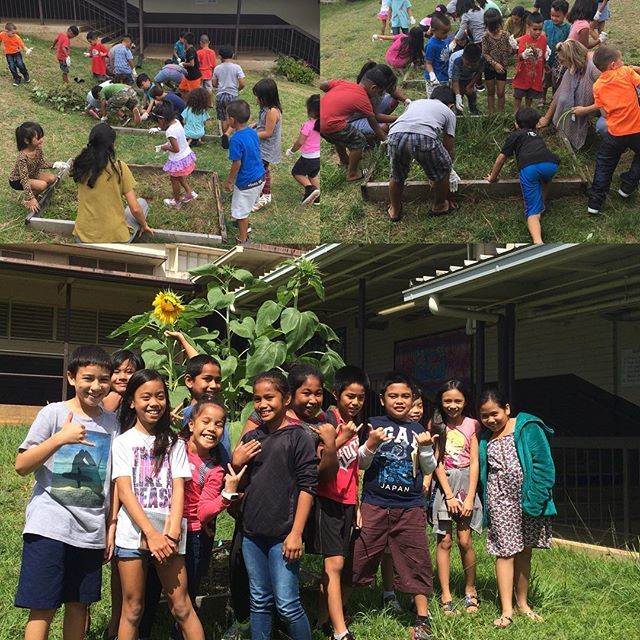 Kalihi_Rams's tweet photo. In October our 3rd grader and Kindergarten students worked together to ready their garden plots on campus. This week they were able to see their first sunflower bloom. #kalihielementary #strengthenourcommunity #homeoftherams https://t.co/dk2TAeXmHt https://t.co/GAKkOQd2UI
