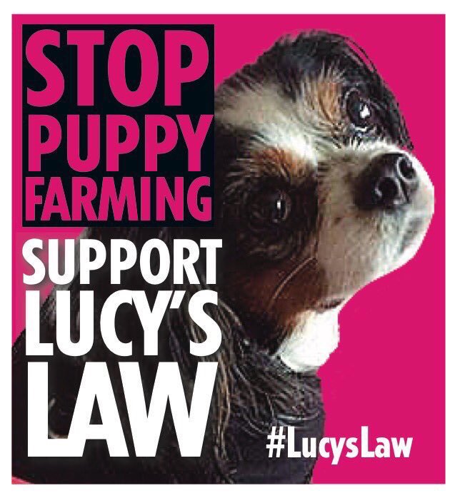shakirafree's tweet photo. As a veterinary professional regularly treating sick puppies from third party dealers, it's clear #LucysLaw is the ONLY way to prevent the unnecessary and cruel practice of puppy farming. Come on UK let's make history for animal welfare. Dogs like Lucy cannot wait any longer. https://t.co/gRe2FyWOKB