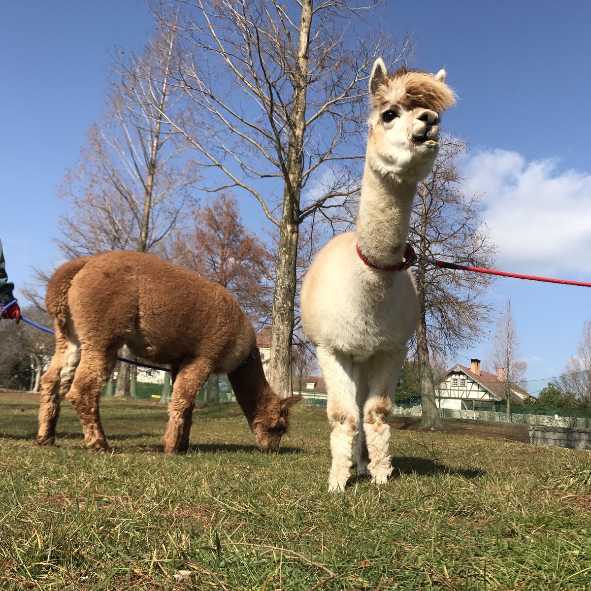 公式 滋賀農業公園ブルーメの丘 Ar Twitter 告知 2月11日 日 12日 月 三井アウトレットパーク竜王にて 動物ふれあいと体験イベントを開催するヨ ウサギ モルモットと触れあおう そして 新しく仲間になったアルパカのバニラキャラメルとジャディを 公式 滋賀農業公園ブルーメの丘 Ar Twitter 告知 2月11日 日 12日 月 三井アウトレットパーク竜王にて 動物ふれあいと体験イベントを開催するヨ ウサギ モルモットと触れあおう そして 新しく仲間になったアルパカのバニラキャラメルとジャディを