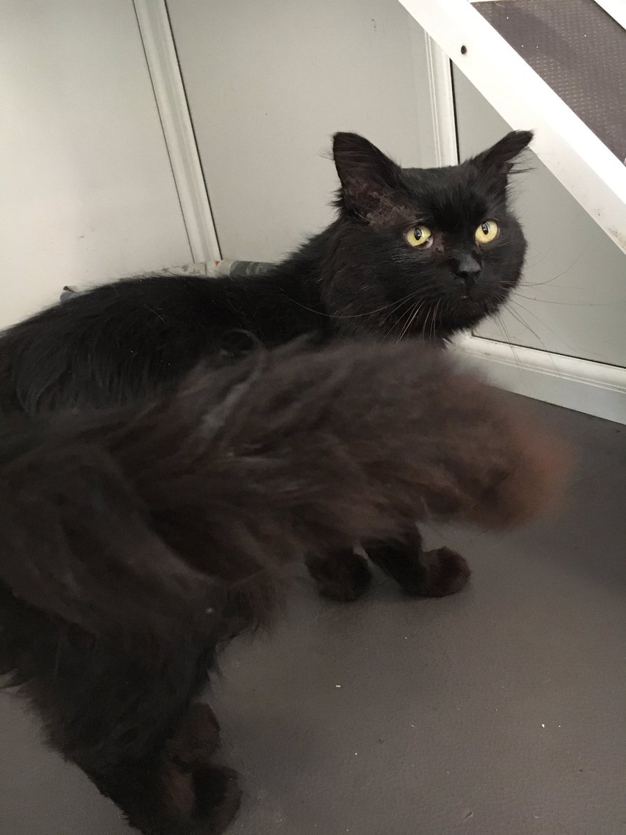 What's better than a mini panther on #pantherthursday than a floofy mini panther. Caramac has been with us quite a while now. He's so friendly and will make a lovely companion. 🖤 #adoptdontshop #adoptarescuecat