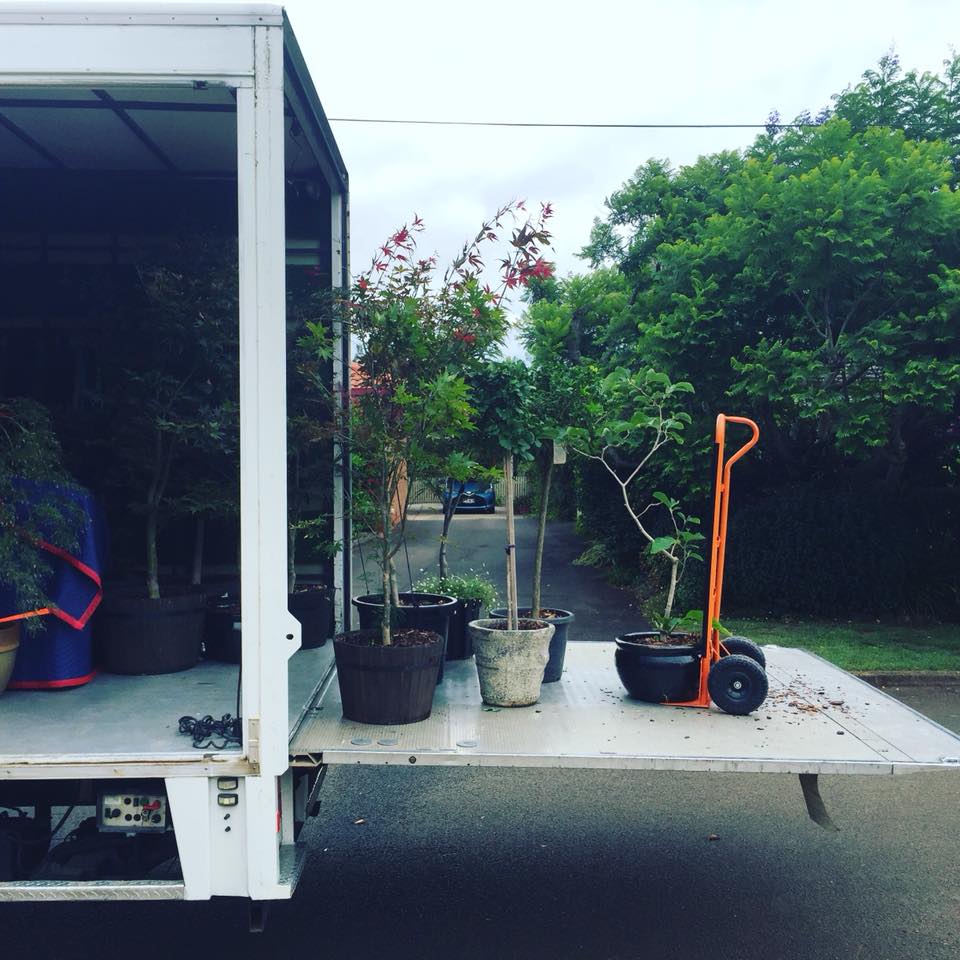 MovingOptions's tweet image. We move plants too! Call or txt 0467 017 070 for a free quote. #movingoptions #quality #plant #transport #andalotmore #experience #the #difference #golgd #GoldCoast #Queensland #removals #transport
